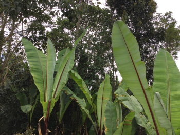 False Banana